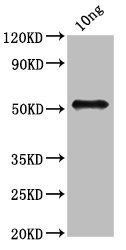 fbpB Antibody