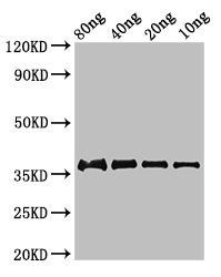 fbpC Antibody