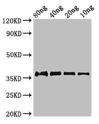 fbpC antibody