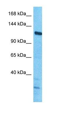 FBX10 antibody