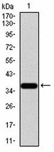 FBXL10 Antibody