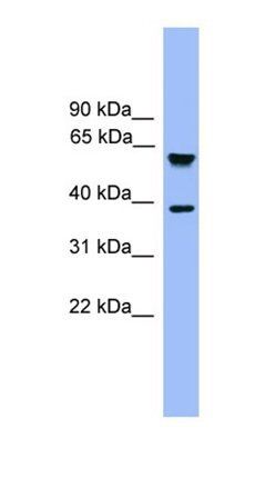 FBXL12 antibody