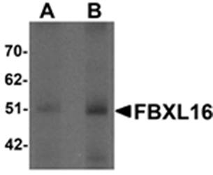 FBXL16 Antibody