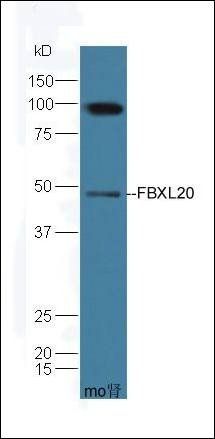 FBXL20 antibody
