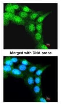 F-box and leucine rich repeat protein 3 Antibody