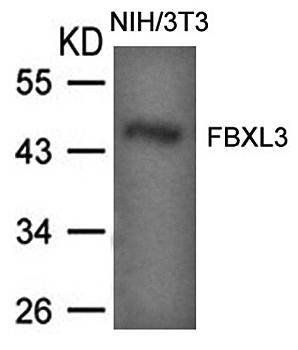 FBXL3 Antibody