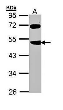 FBXL3 antibody