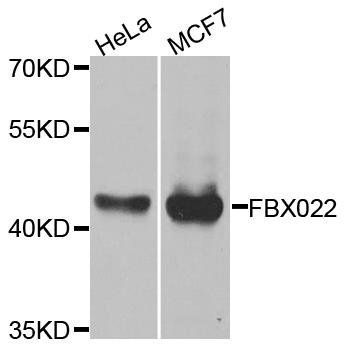 FBXO22 antibody