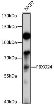 FBXO24 antibody