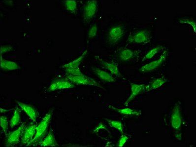 FBXO3 antibody