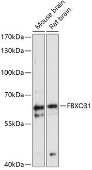 FBXO31 antibody