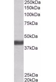 FBXO32 antibody
