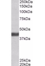 Goat anti-FBXO32 Antibody