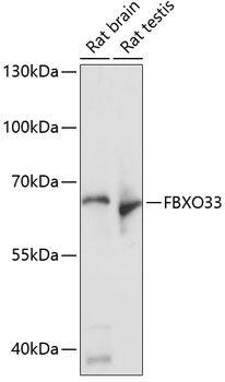 FBXO33 antibody