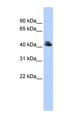 FBXO4 antibody
