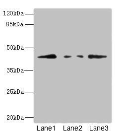 FBXO4 Antibody