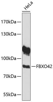 FBXO42 antibody