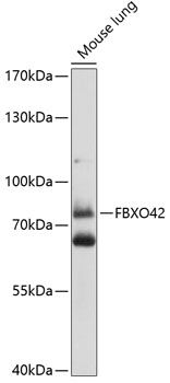 FBXO42 antibody