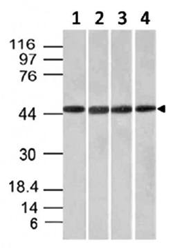 FBXO5 Antibody