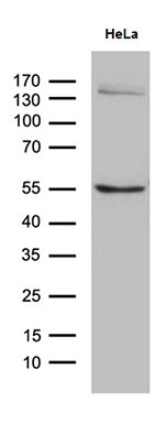 FBXO6 Antibody