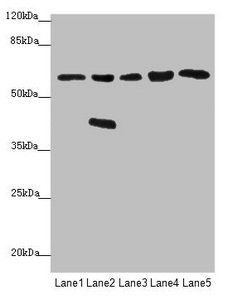 FBXO7 Antibody
