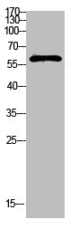FBXO7 Antibody