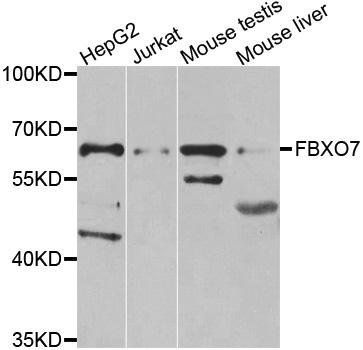 FBXO7 antibody