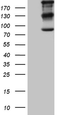 FBXO8 antibody