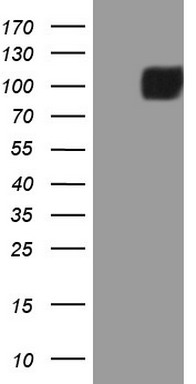FBXO8 Antibody