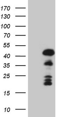 FBXO8 Antibody
