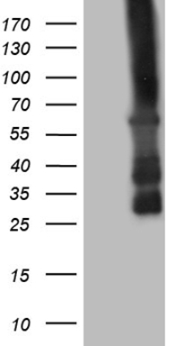 FBXO8 Antibody