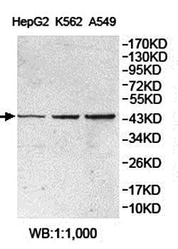 FBXW12 Rabbit Polyclonal Antibody