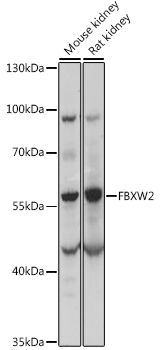 FBXW2 antibody