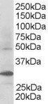 Goat anti-FBXW2 Antibody