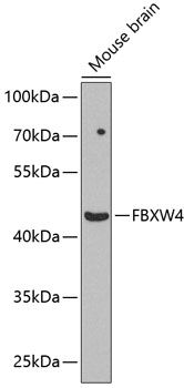 FBXW4 antibody