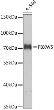 FBXW5 antibody