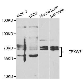 FBXW7 antibody