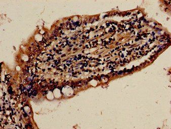 FBXW7 Antibody