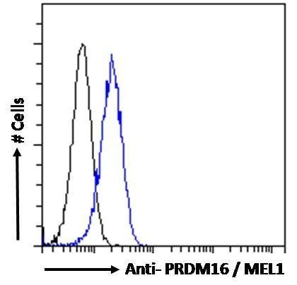 Goat anti-PRDM16 / MEL1 Antibody