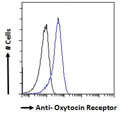 Oxytocin Receptor antibody