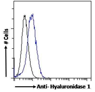 Goat anti-Hyaluronidase 1 Antibody