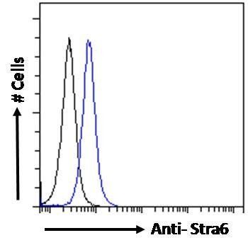 Stra6 antibody