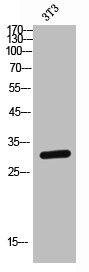 FCAR antibody