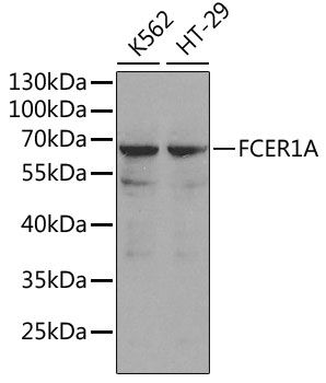 FCER1A antibody