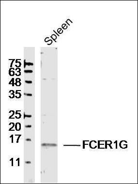 FCER1G antibody