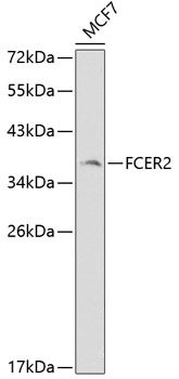 FCER2 antibody