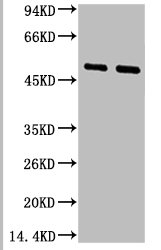 FCER2 antibody