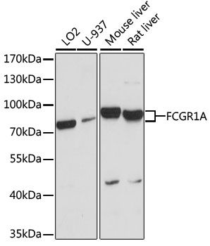 FCGR1A antibody