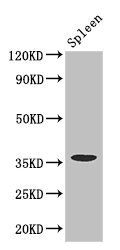 FCGR2A antibody