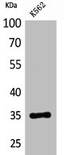 FCGR2A antibody